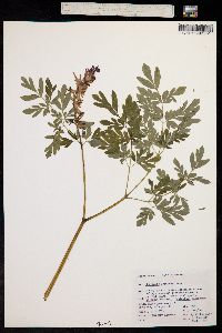 Corydalis scouleri image