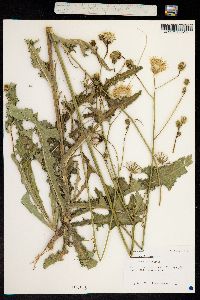 Sonchus arvensis image