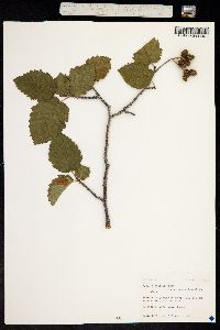 Alnus incana subsp. tenuifolia image