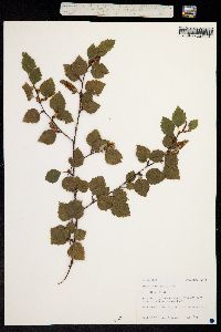 Betula occidentalis image