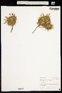 Silene acaulis image