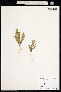 Scutellaria brittonii image