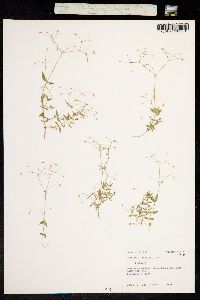 Stellaria umbellata image