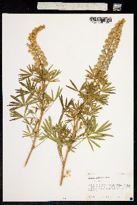 Lupinus caudatus image