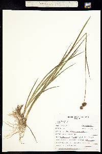 Juncus tracyi image