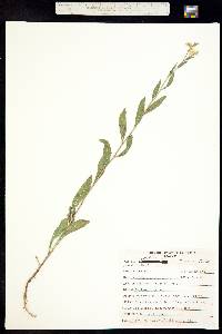 Solidago velutina image