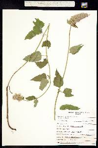 Agastache urticifolia image