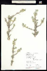 Picrothamnus desertorum image