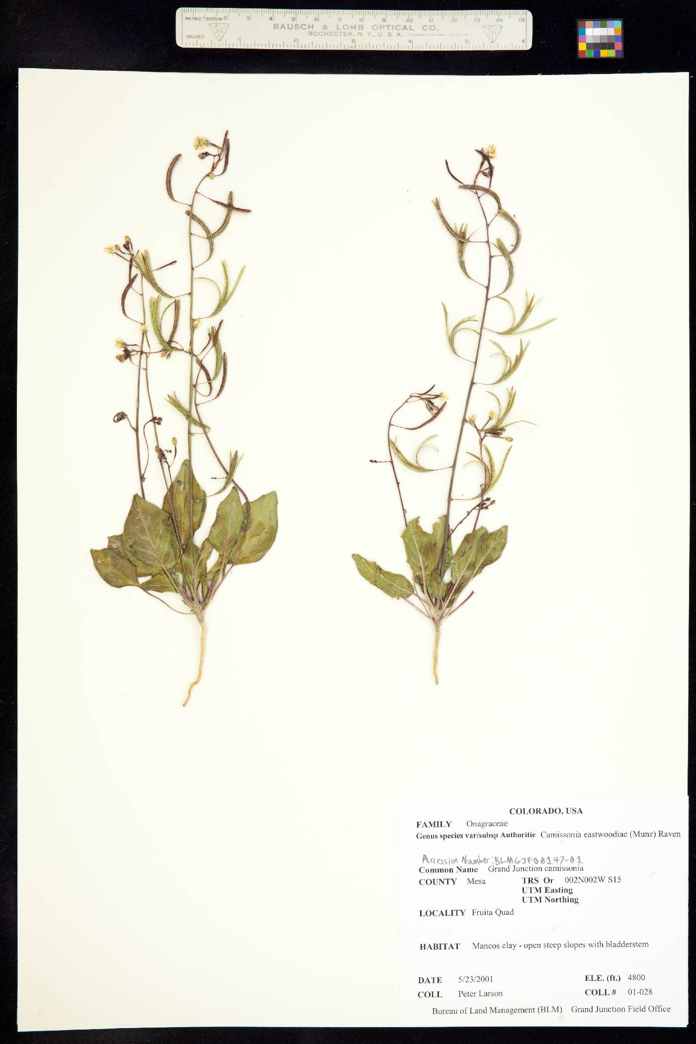 Camissonia eastwoodiae image