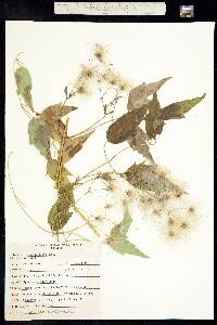 Clematis ligusticifolia image