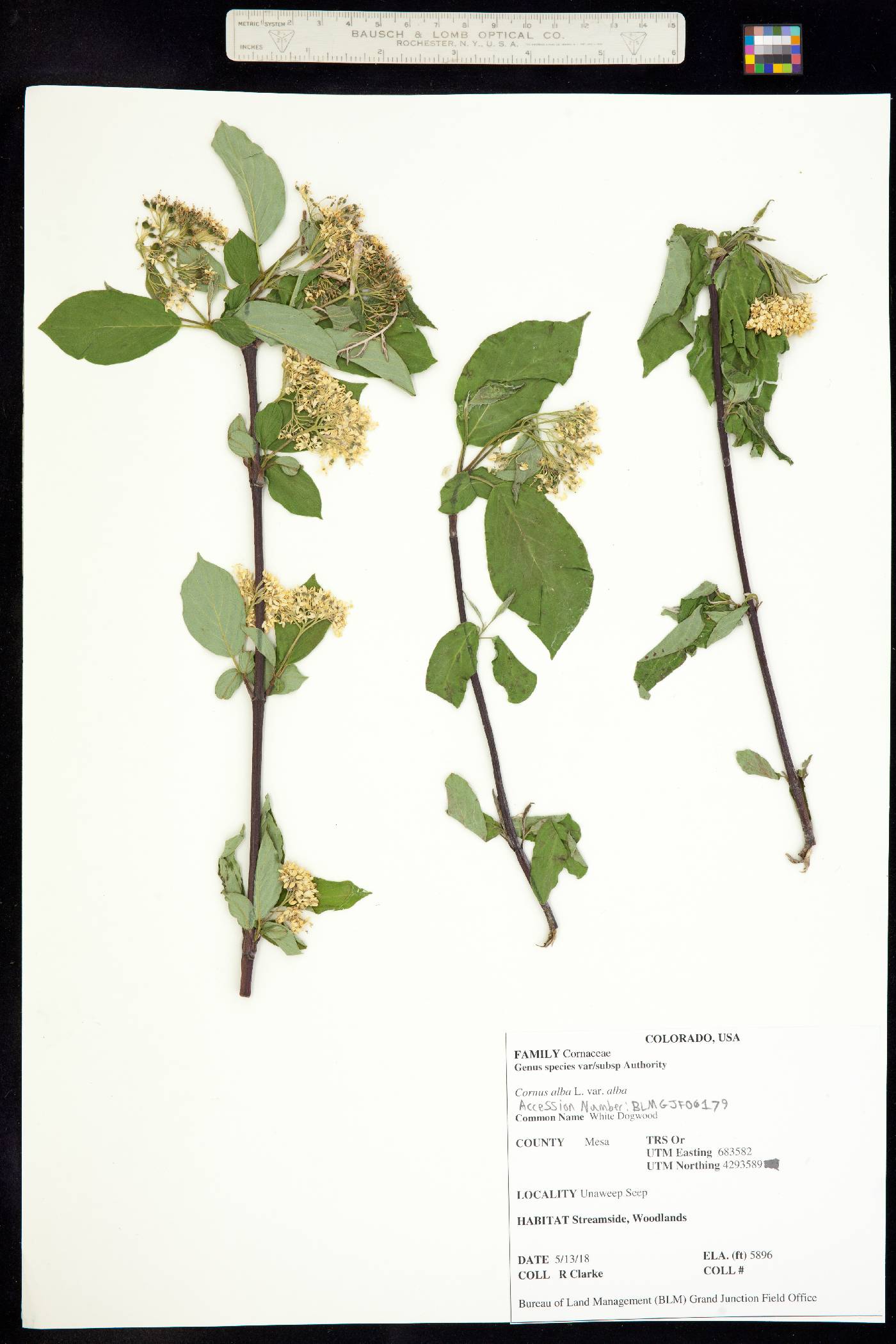 Cornus alba image