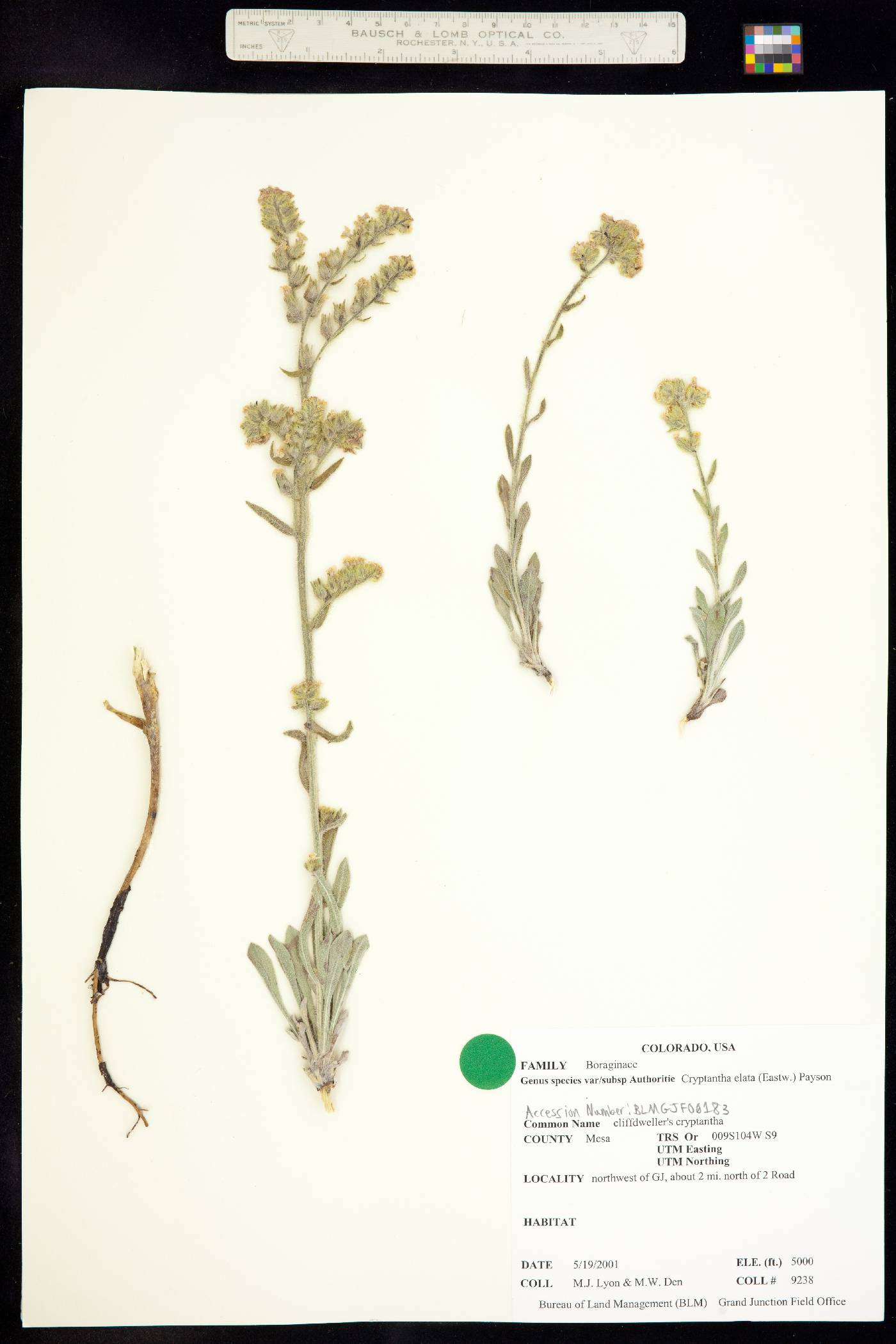 Oreocarya elata image