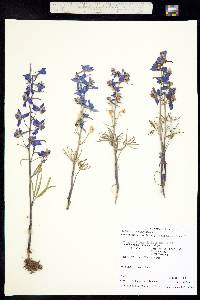 Delphinium nuttallianum image