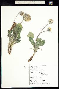 Encelia nutans image