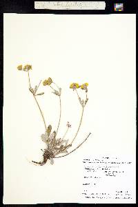 Eriogonum jamesii image