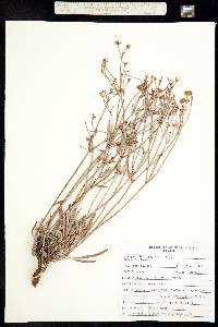 Eriogonum lonchophyllum image