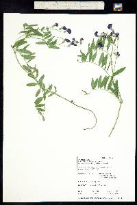 Lathyrus brachycalyx image