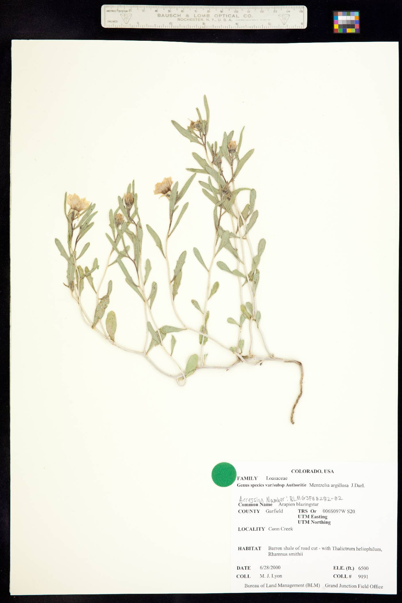 Mentzelia argillosa image
