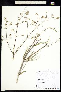 Mirabilis linearis image