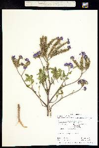 Phacelia crenulata image