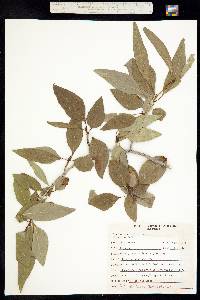 Populus angustifolia image