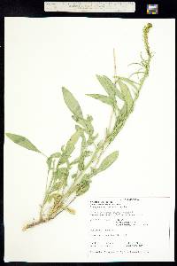 Stanleya pinnata var. pinnata image