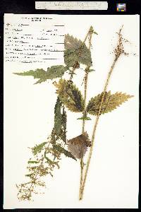 Urtica dioica image