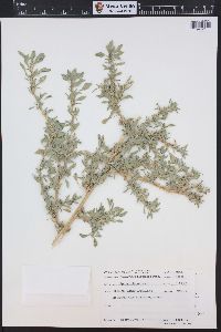 Amaranthus blitoides image