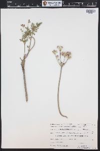 Aulospermum purpureum image