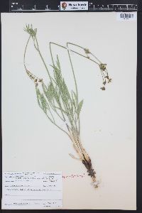 Lomatium simplex var. simplex image