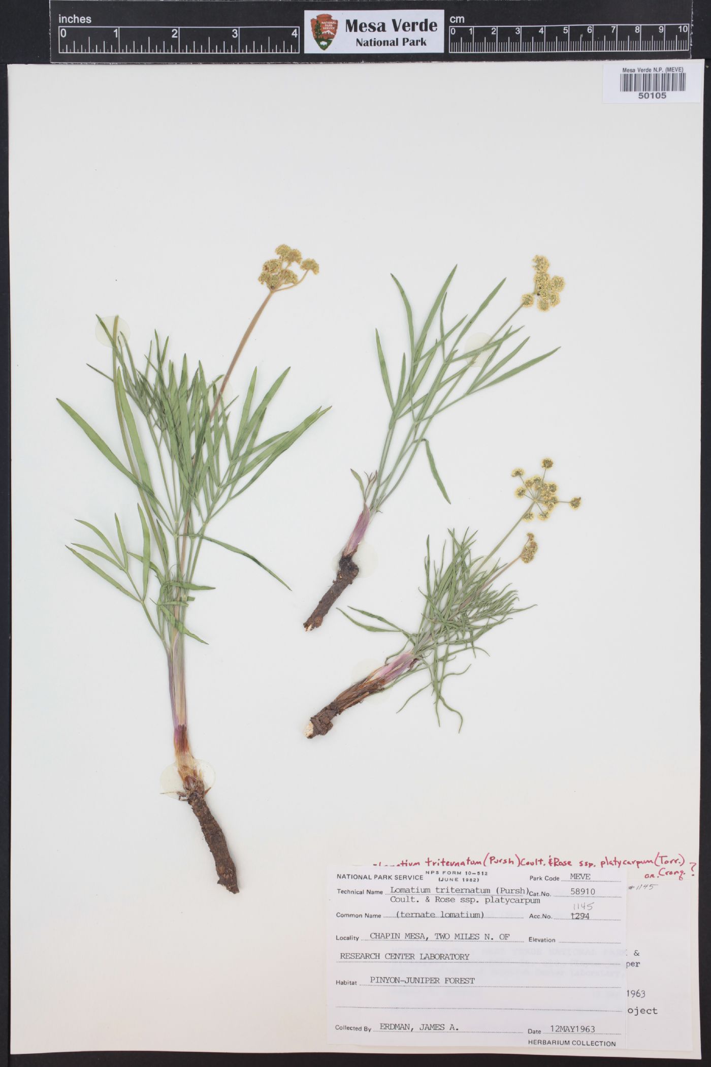 Lomatium simplex image