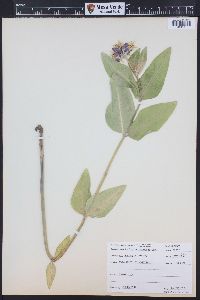 Asclepias speciosa image