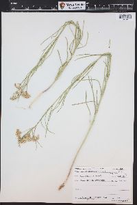 Asclepias subverticillata image