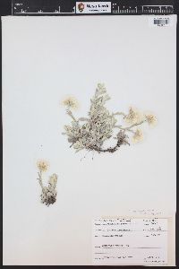 Antennaria microphylla image