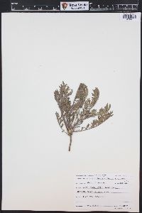 Artemisia biennis image