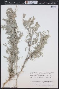 Artemisia tridentata image