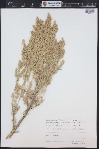 Artemisia tridentata image