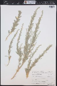 Artemisia tridentata image