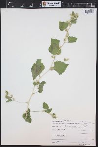 Brickellia californica image