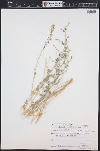 Brickellia microphylla image