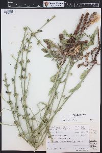 Cichorium intybus image