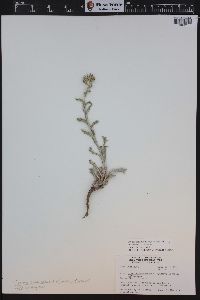 Cirsium scariosum image