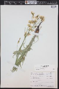 Crepis acuminata image