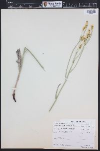 Crepis acuminata image