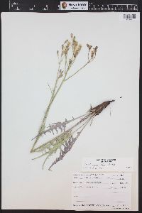 Crepis intermedia image