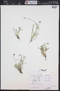 Erigeron flagellaris image