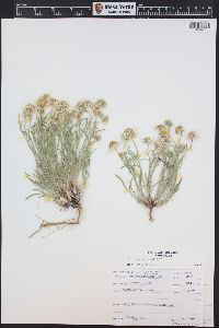 Erigeron pumilus image