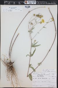 Heliomeris multiflora image