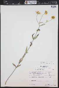 Heliomeris multiflora image