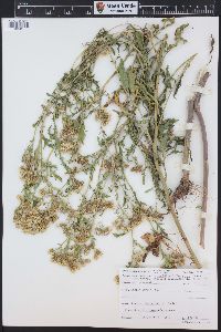 Senecio eremophilus image